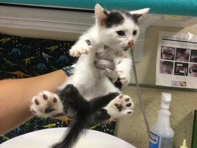 A baby small-sized male Domestic Long Hair cat named Everest for adoption in Riverside, CA