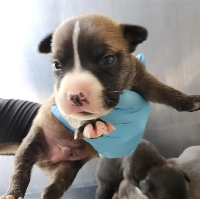 A baby small-sized male American Staffordshire Terrier dog named Finn for adoption in San Antonio, TX