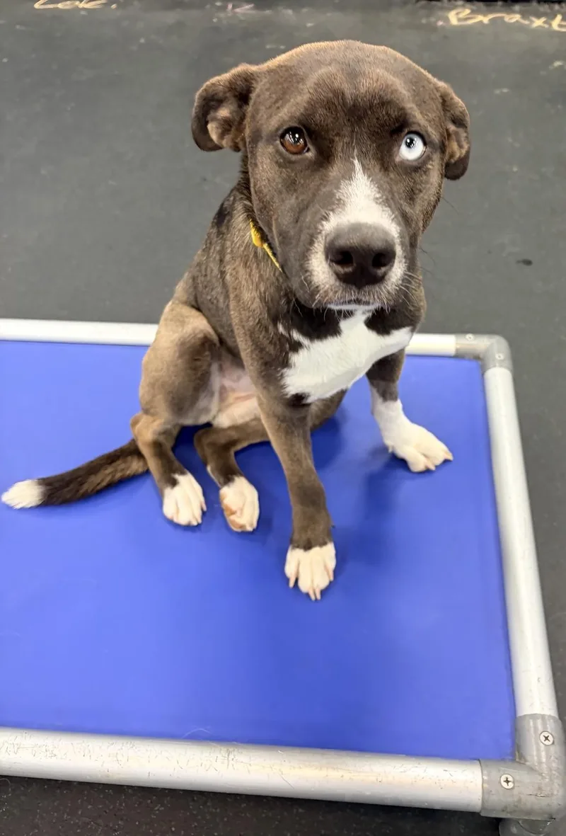 Bella Beansdogtopia thumbnail 2