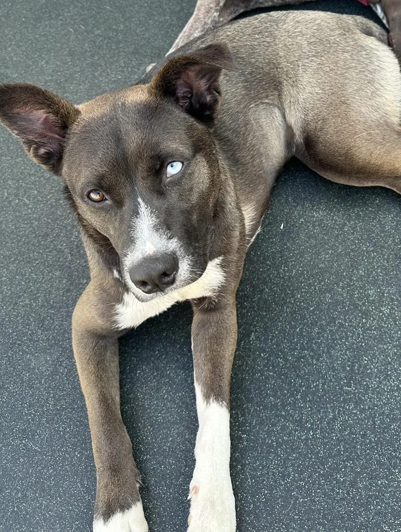 Bella Beansdogtopia thumbnail 3