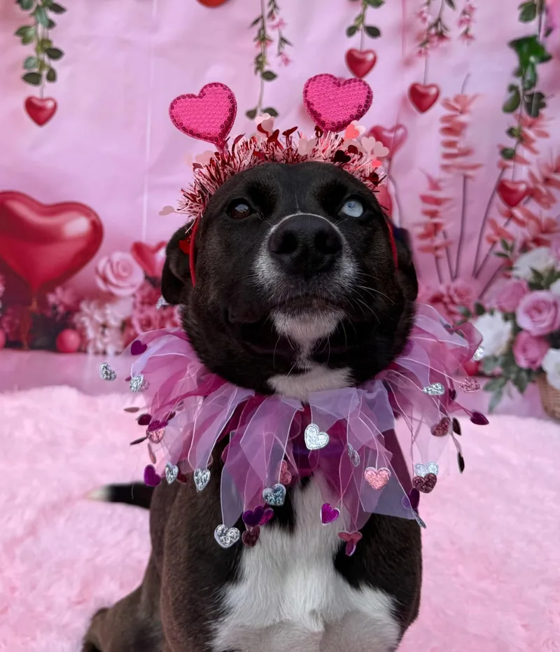 An adult medium-sized female Black German Shepherd Dog dog named Bella Beansdogtopia for adoption in Austin, TX