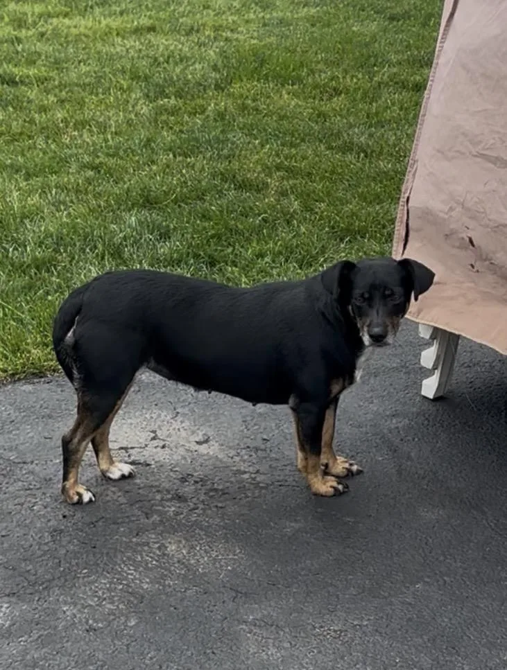 A young medium-sized female Tricolor (Brown, Black, & White) Beagle dog named Lil Tamale Molly for adoption in Wonder Lake, IL