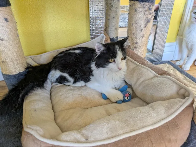 A baby medium-sized male Domestic Medium Hair cat named Blarney for adoption in Aurora, CO