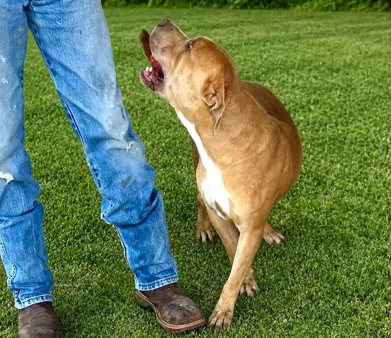 An adult large-sized male American Staffordshire Terrier dog named Lucky for adoption in Bandera, TX