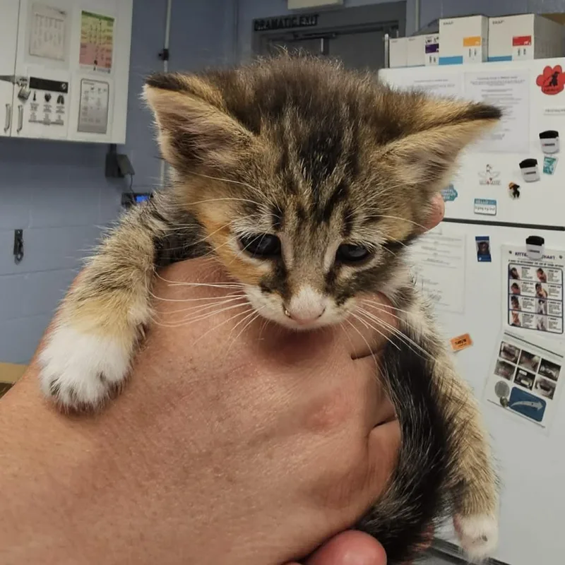 A baby small-sized female Brown / Chocolate Domestic Short Hair cat named Dana for adoption in Martinsville, VA