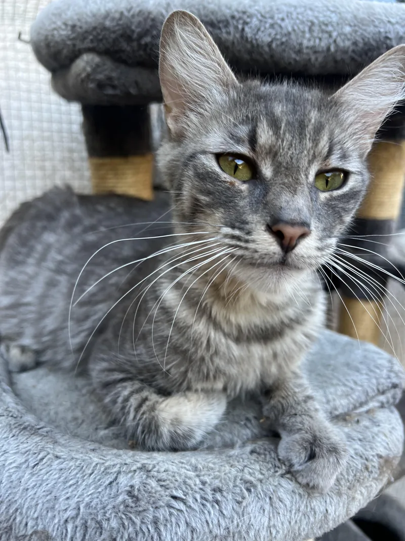 A young medium-sized female Domestic Short Hair cat named Nutter Butter for adoption in Long Beach, CA