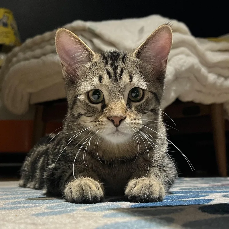 A baby medium-sized male Tabby (Brown / Chocolate) Domestic Short Hair cat named Moe for adoption in Stoughton, WI