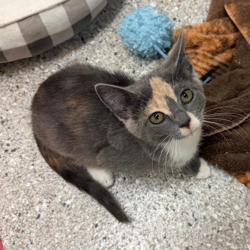 A baby small-sized female Black Domestic Short Hair cat named Frenchy for adoption in Detroit Lakes, MN