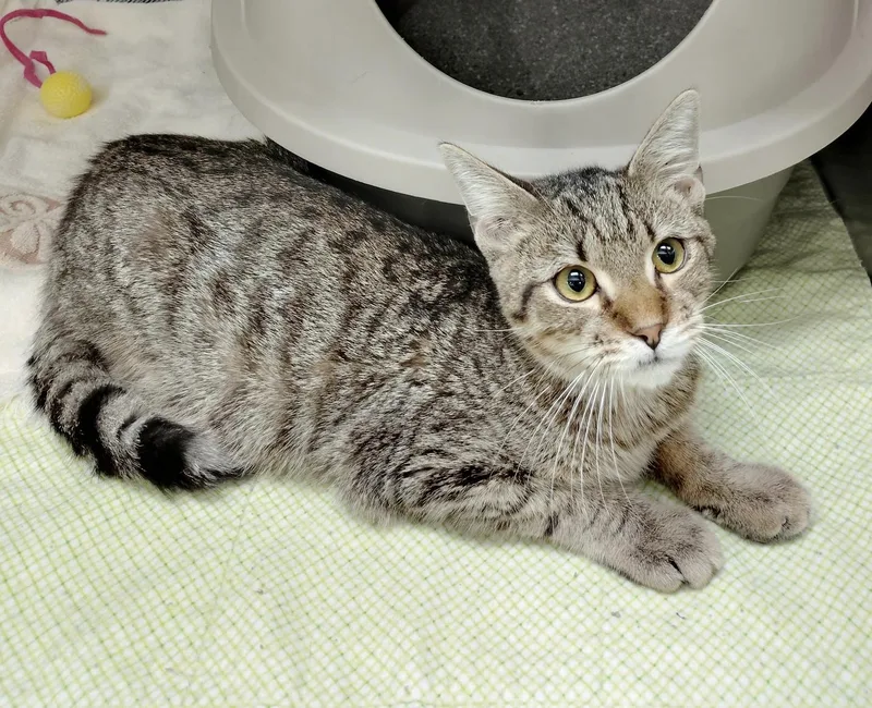 A baby medium-sized male Domestic Short Hair cat named Hunter for adoption in Rock Hill, SC