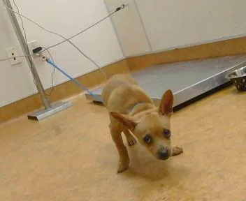 A baby small-sized male Chihuahua dog named Luca for adoption in Sacramento, CA