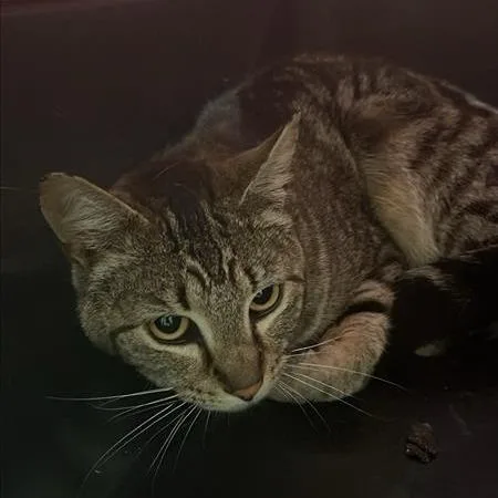 An adult medium-sized male Brown / Chocolate Domestic Short Hair cat named Concealer for adoption in Tacoma, WA