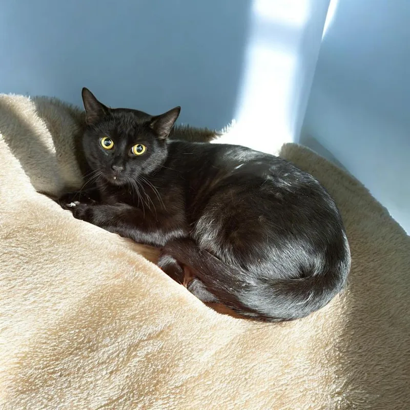 A young medium-sized male Black Domestic Short Hair cat named Big for adoption in Plymouth, MN