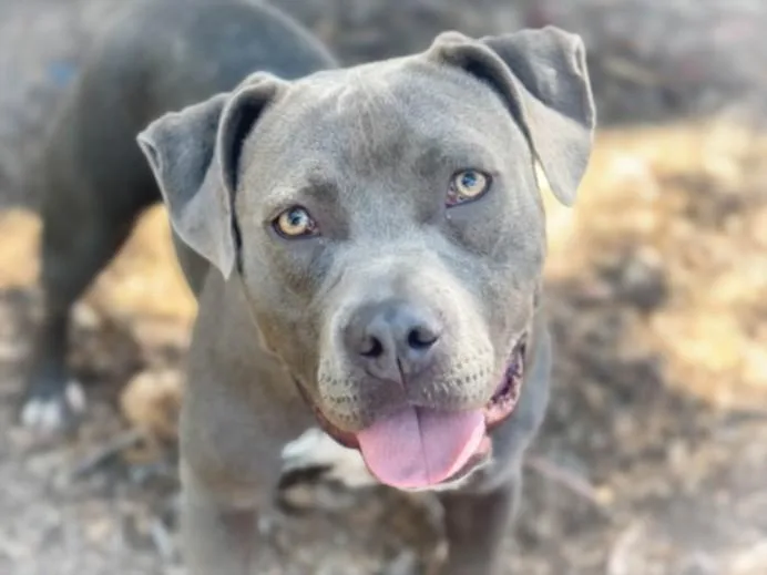 A young large-sized female Pit Bull Terrier dog named Maddie for adoption in Chatsworth, CA