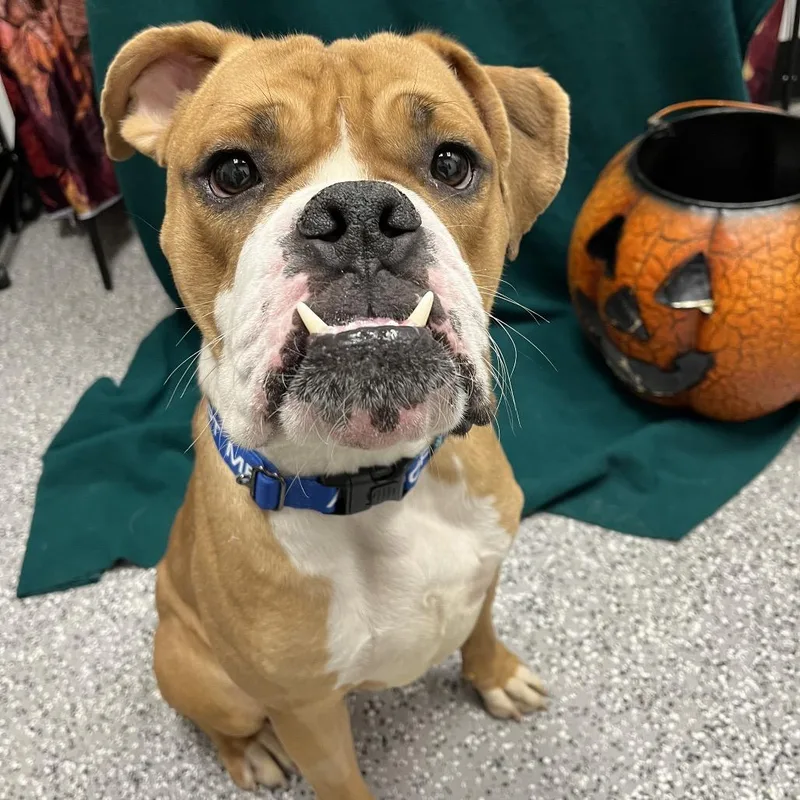 Deuce thumbnail 6
