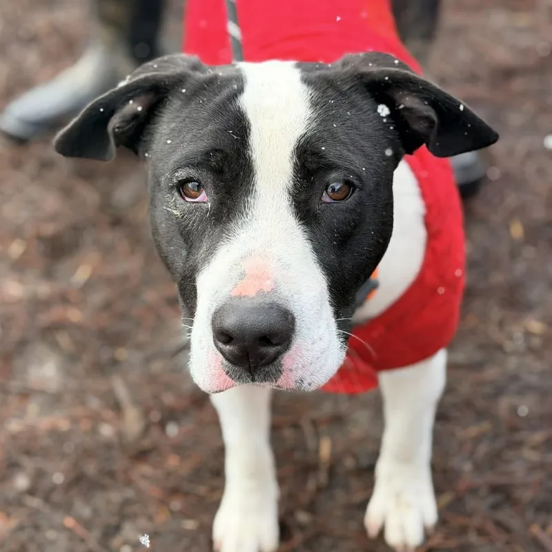An adult medium-sized male Black Mixed Breed dog named Oreo for adoption in Huntington, WV