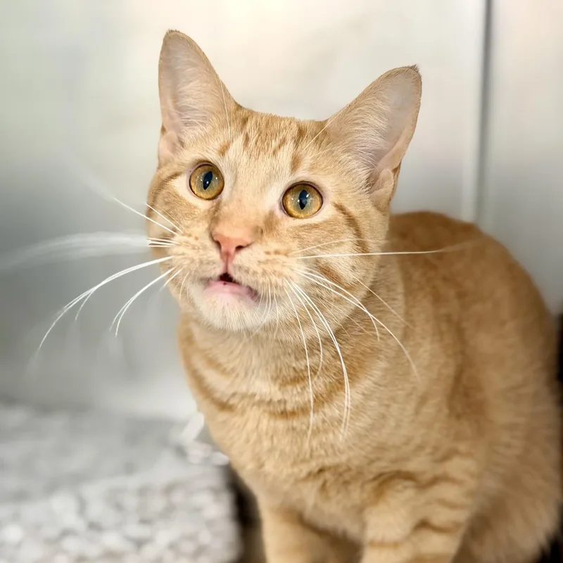 An adult medium-sized male Tabby (Orange / Red) Domestic Short Hair cat named Tanner for adoption in Jackson, NJ