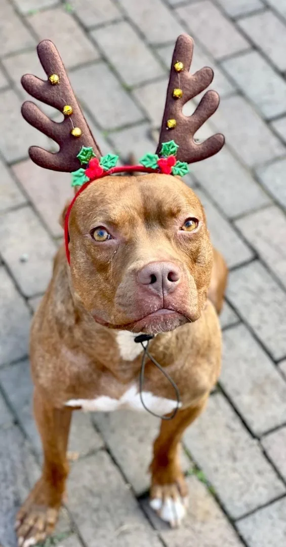 A young medium-sized male Red / Chestnut / Orange American Bully dog named Baxter for adoption in Media, PA