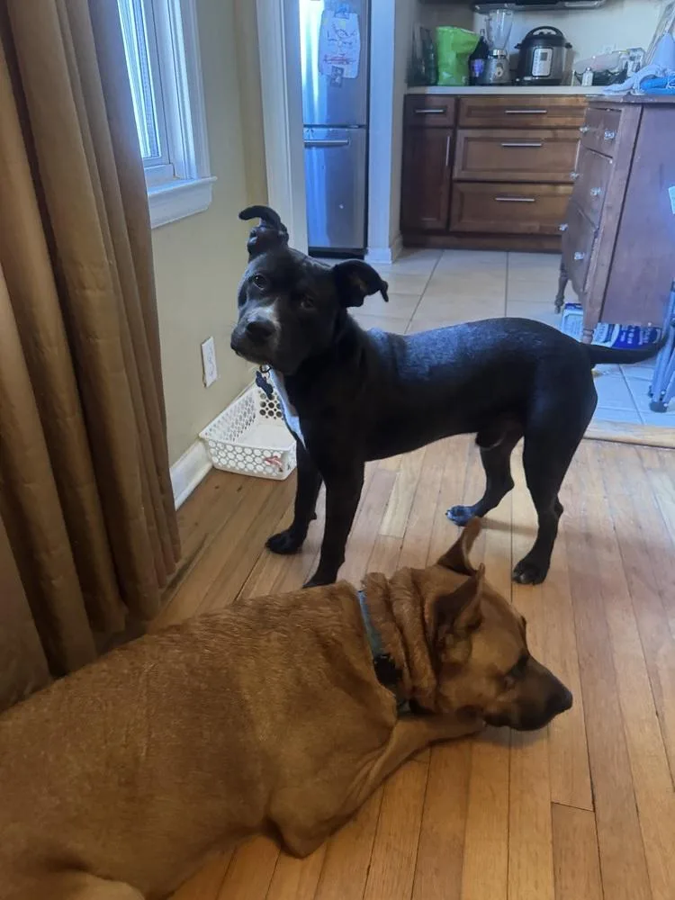 Snickers thumbnail 2