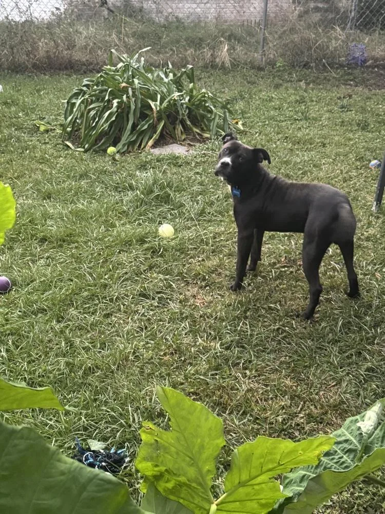 Snickers thumbnail 4