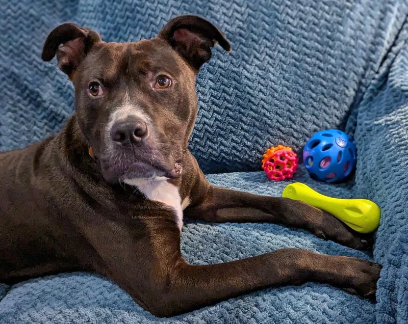 Snickers thumbnail 5