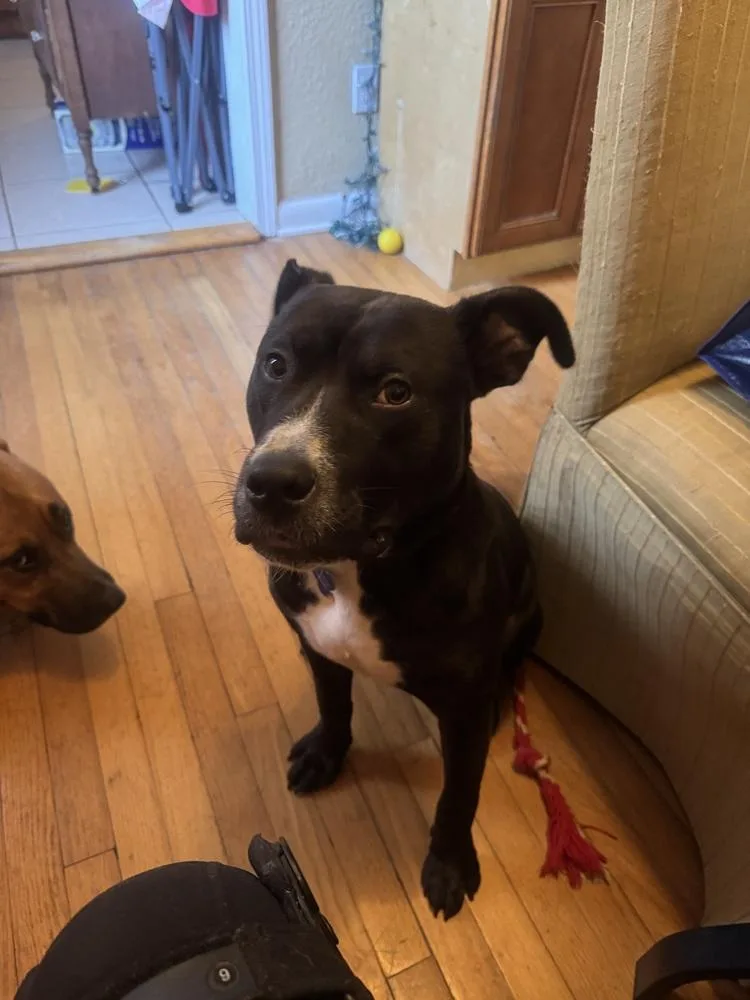 Snickers thumbnail 6