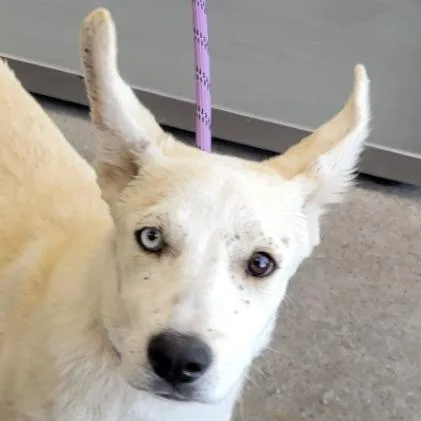 A baby small-sized female White / Cream Mixed Breed dog named Kreme for adoption in Las Cruces, NM