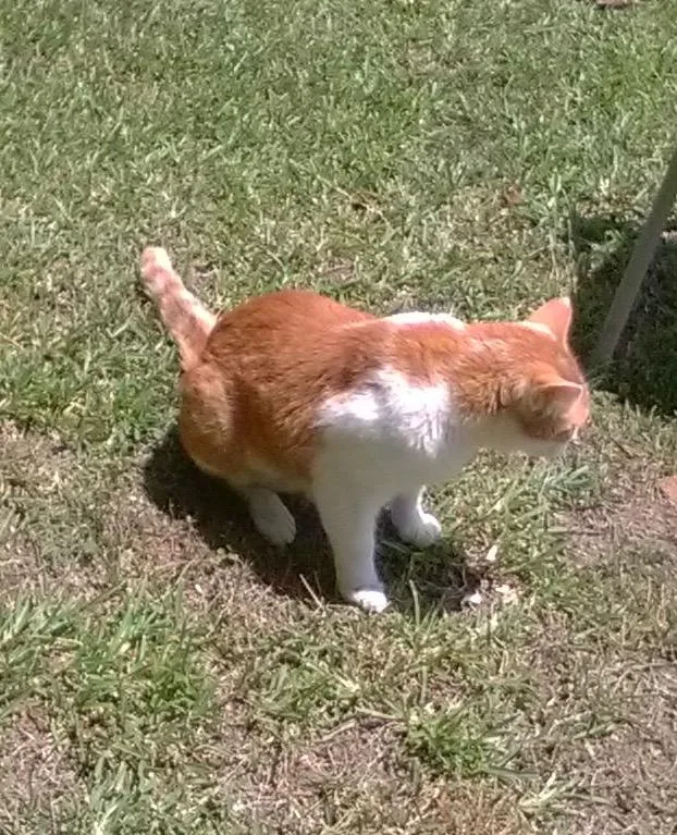 An adult medium-sized male Orange & White American Shorthair cat named Bobo for adoption in Charlotte, NC