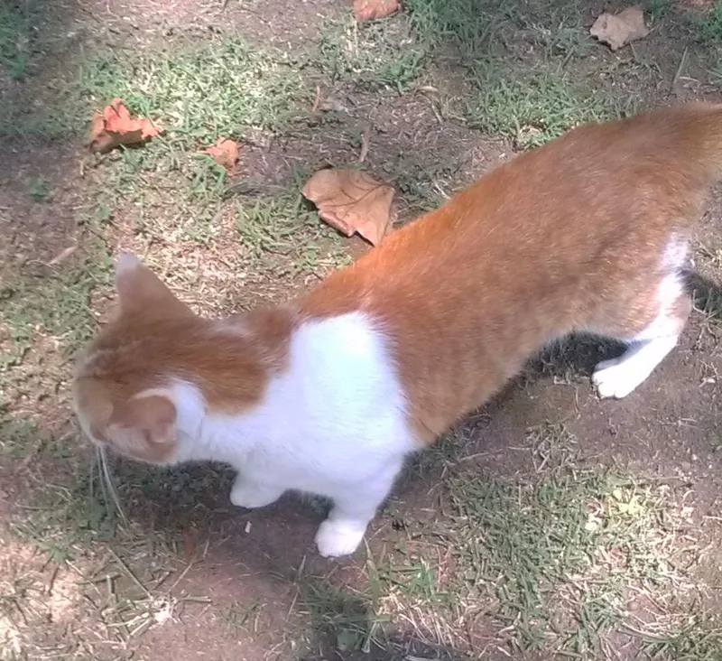 Bobo thumbnail 3