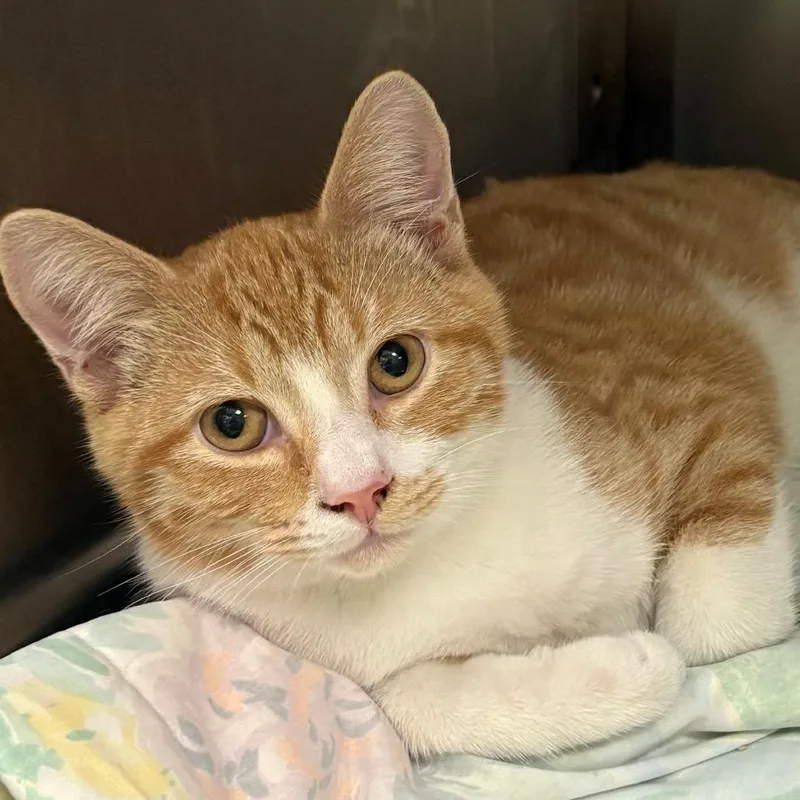 A baby medium-sized male Domestic Long Hair cat named Eggs for adoption in East Hanover, NJ
