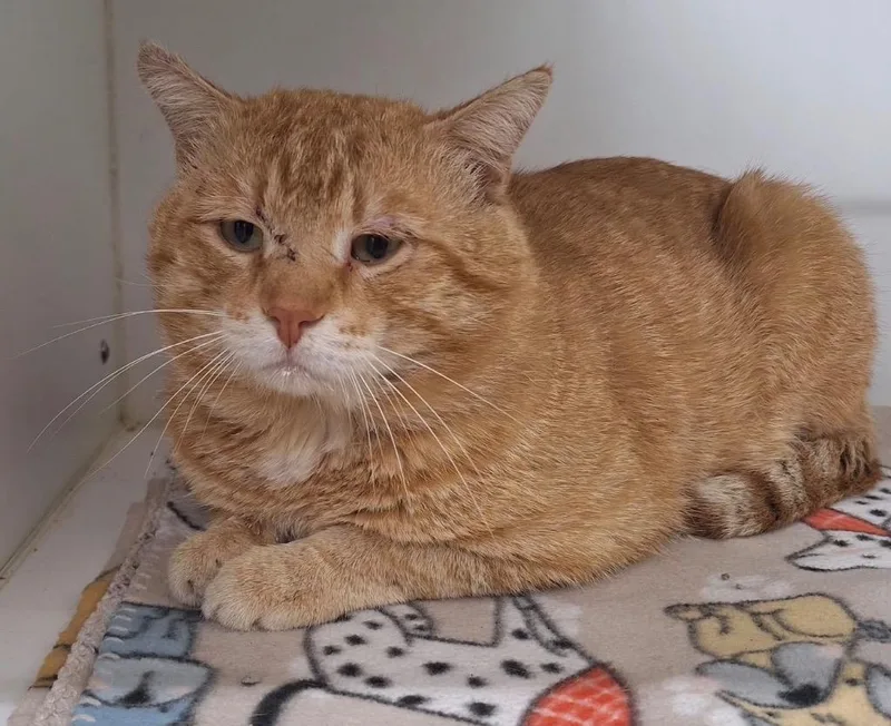 A young large-sized male Domestic Short Hair cat named Walnut for adoption in Sapulpa, OK