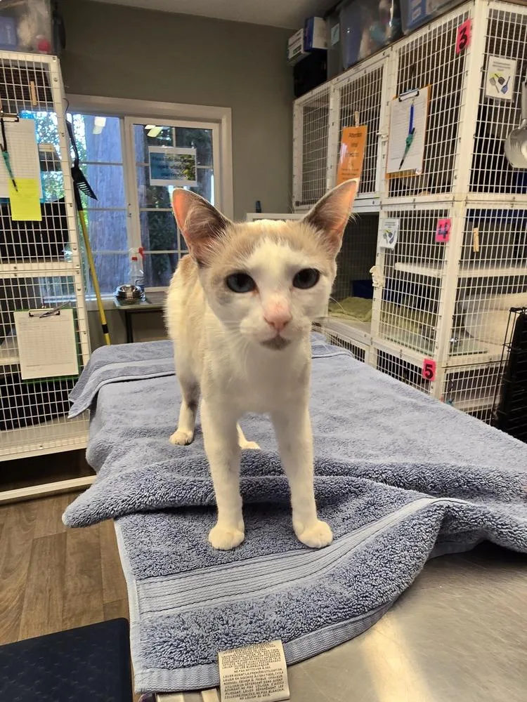 A young medium-sized female Siamese cat named Lyra for adoption in Vancouver, WA
