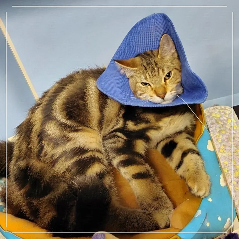 A young medium-sized male Brown / Chocolate Domestic Short Hair cat named Gabbana for adoption in Dearborn, MI