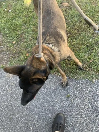 An adult large-sized male Belgian Shepherd / Malinois dog named Scar for adoption in Savannah, GA
