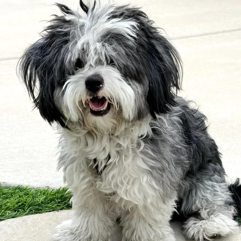 A young small-sized male Black Shih Tzu dog named Oreo for adoption in Chandler, AZ