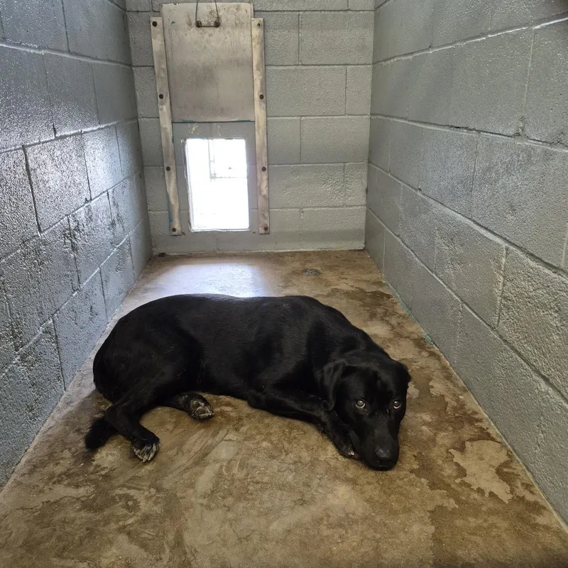 An adult large-sized male Black Labrador Retriever dog named Pogo for adoption in Austin, TX