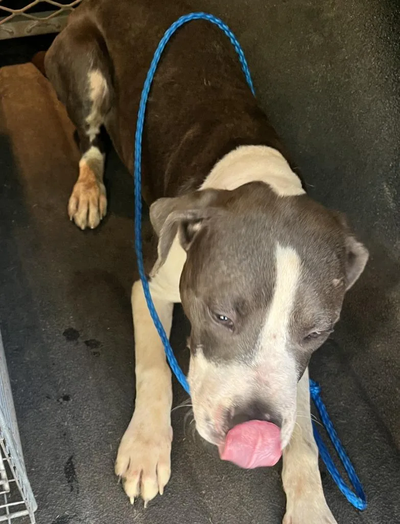 A young small-sized male Mixed Breed dog named Solo for adoption in Cartersville , GA