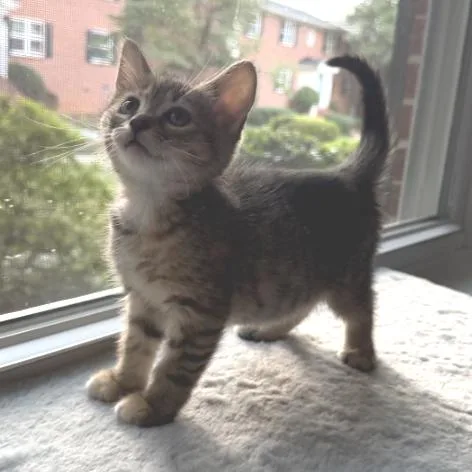 A baby small-sized female Domestic Short Hair cat named Bora for adoption in Cumming, GA
