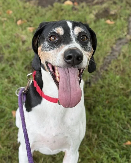 An adult large-sized male Foxhound dog named Cooper for adoption in Kent, WA