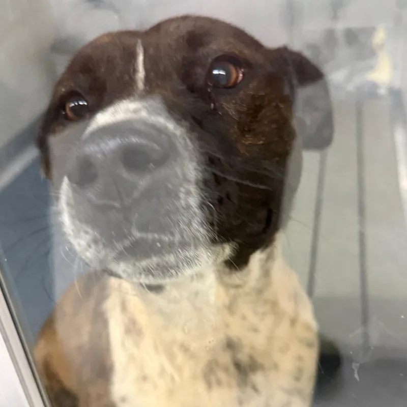 An adult medium-sized male Brindle Australian Cattle Dog / Blue Heeler dog named Wall Dog_ for adoption in Galax, VA