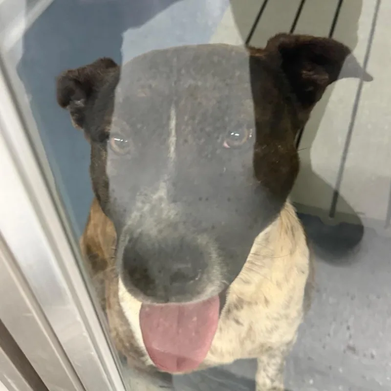 Wall Dog_ thumbnail 2