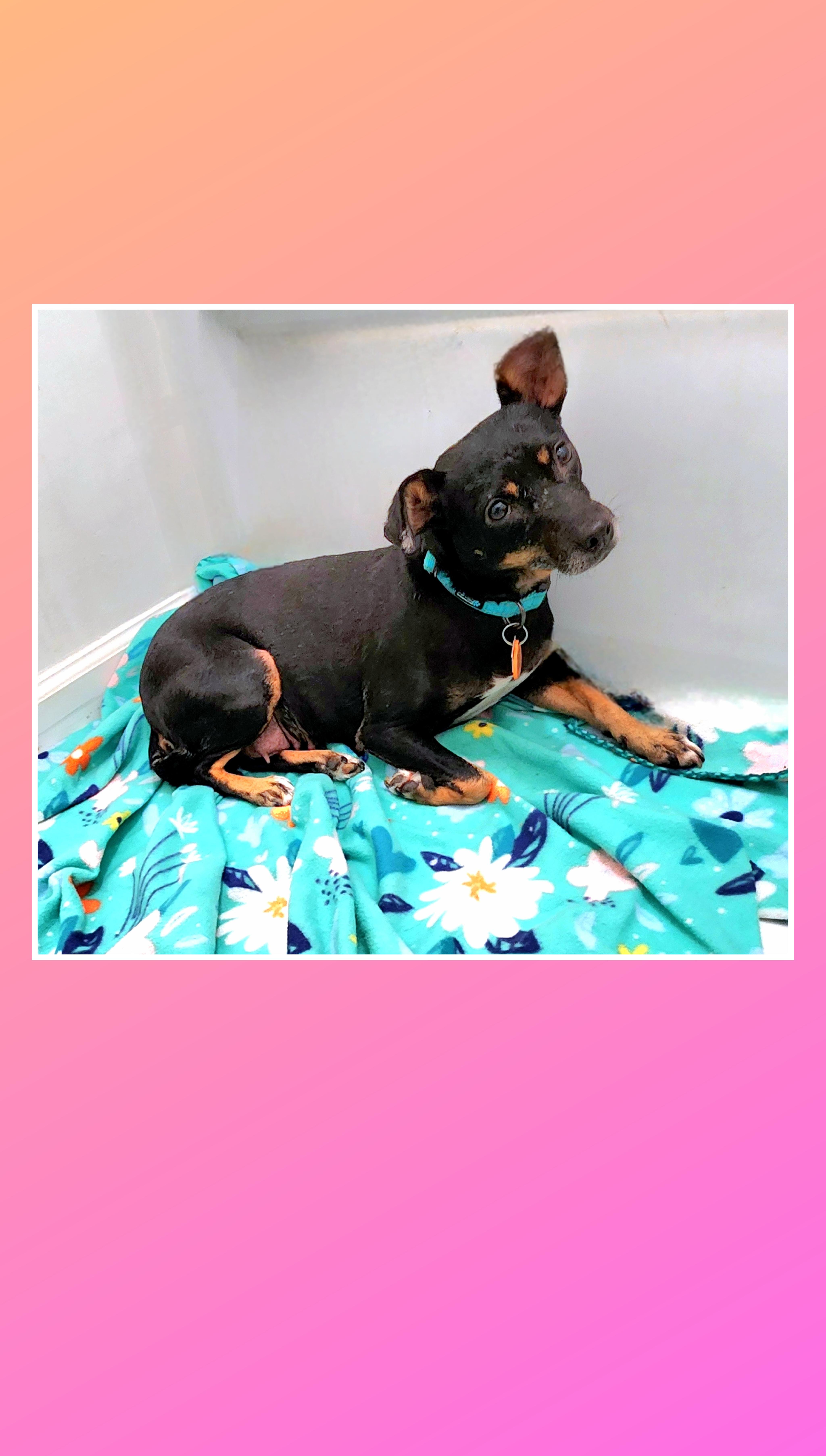 An adult small-sized female Black Miniature Pinscher dog named Molly for adoption in Lake Geneva, WI