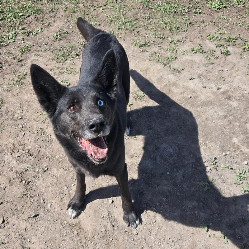 A young medium-sized male Black Australian Kelpie dog named Nitro for adoption in Lindon, UT