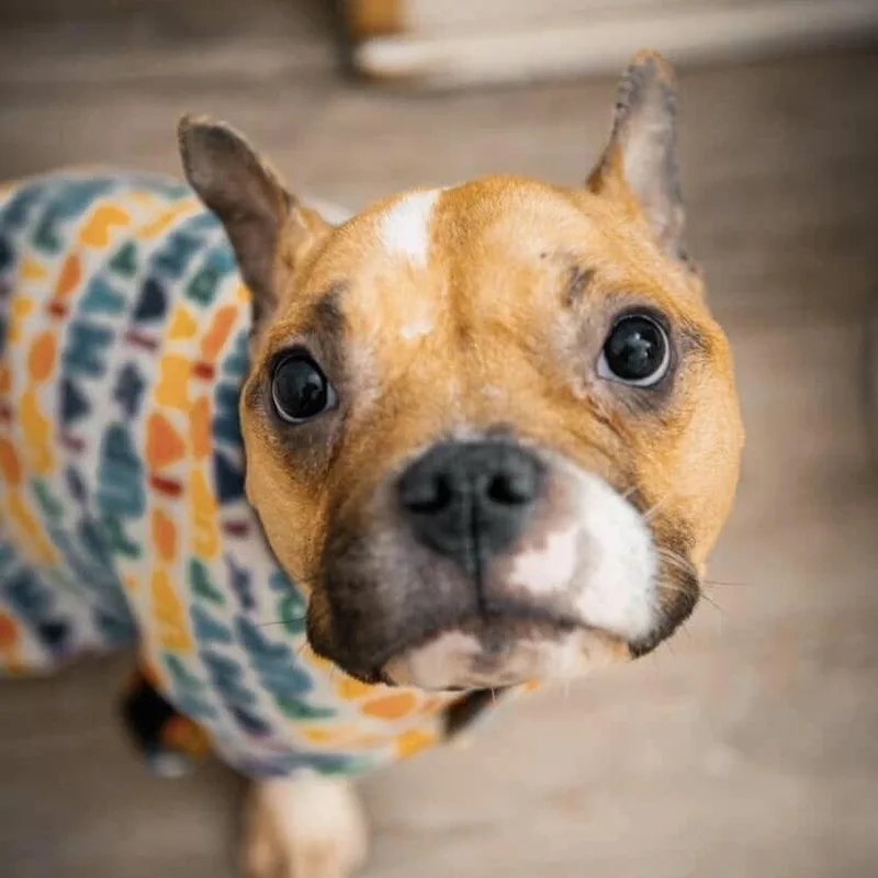 Jade Blossom thumbnail 2