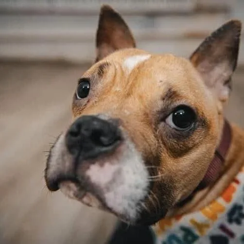 Jade Blossom thumbnail 4