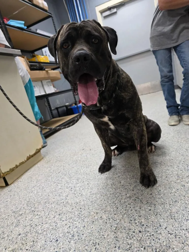 A young medium-sized male Cane Corso dog named Zeus for adoption in Livingston, LA