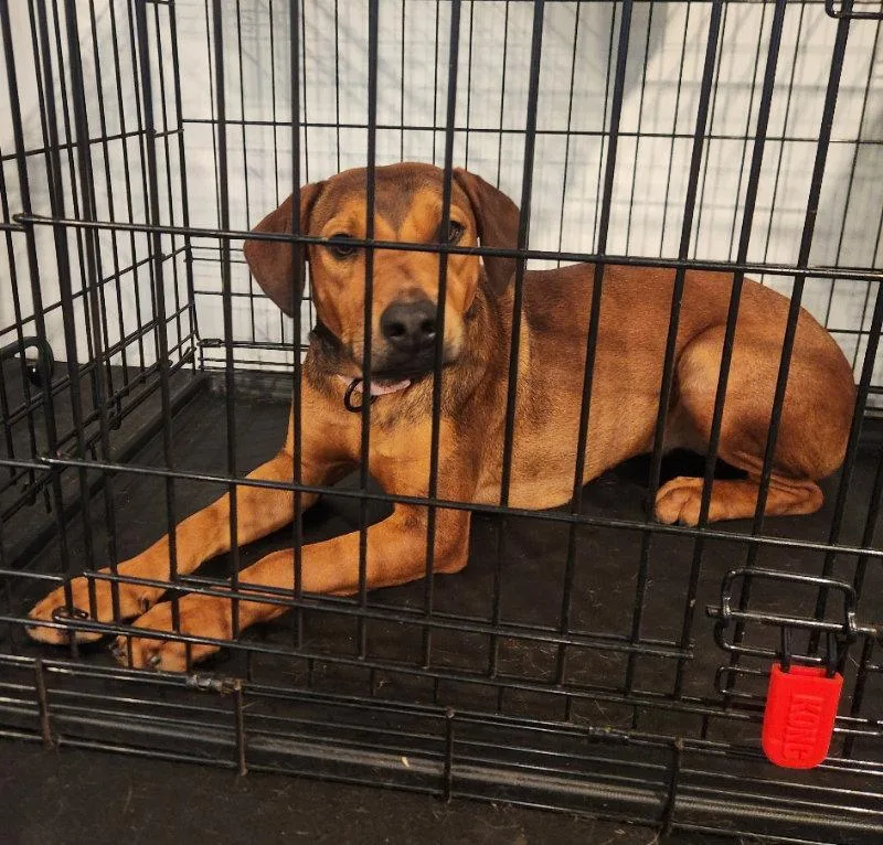 A young medium-sized female Hound dog named Layla for adoption in Bothell, WA