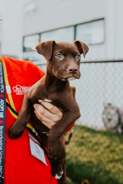 A young large-sized female Mixed Breed dog named Cuddly for adoption in West Chester, PA