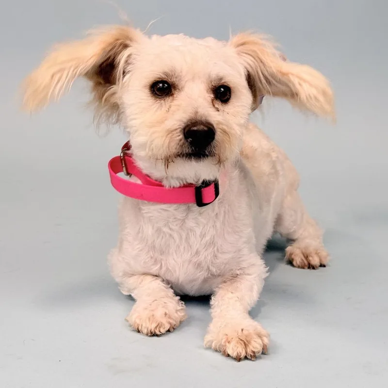 An adult small-sized male White / Cream Poodle dog named Snowball for adoption in Portland, OR