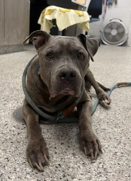 A senior large-sized male Gray / Blue / Silver Pit Bull Terrier dog named Lawrence for adoption in Kansas City, MO