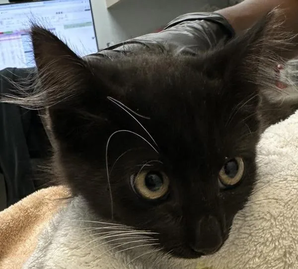A baby small-sized female Domestic Short Hair cat named Working Cat Soup for adoption in San Diego, CA